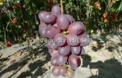 rva vinn Nina - Vitis vinifera Nina