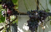 rva vinn Dimitrij Donskoj - Vitis vinifera Dimitrij Donskoj