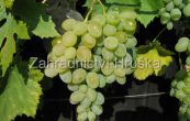rva vinn Jalovenskij ustojivyj - Vitis vinifera Jalovenskij ustojivyj