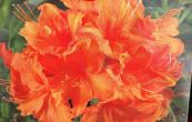 pnink mkk Koningin Emma - Rhododendron molle subsp. molle Koningin Emma