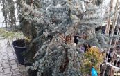 cedr atlask Glauca - Cedrus atlantica Glauca