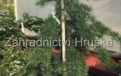 cedr himlajsk Pendula - Cedrus deodara Pendula