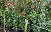 blskalka Fraserova Compacta - Photinia  fraseri Compacta