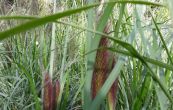 duchan japonsk Moudr - Pennisetum alopecuroides Moudr