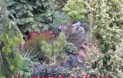 tavolnk japonsk Firelight - Spiraea japonica Firelight