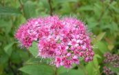 tavolnk Bumaldv Froebelii - Spiraea  bumalda Froebelii