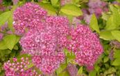 tavolnk japonsk Golden Princess - Spiraea japonica Golden Princess