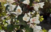 weigelie Ebony and Ivory - Weigela Ebony and Ivory