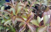weigelie Black and White - Weigela Black and White