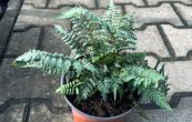 Athyrium nipponicum Pewter Lace