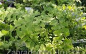netk sibisk - Adiantum pedatum
