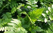 kapra - Dryopteris atrata