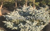 smrk pichlav Globosa - Picea pungens Globosa