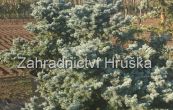 smrk pichlav Glauca Globosa - Picea pungens Glauca Globosa