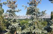 smrk pichlav Hoopsii - Picea pungens Hoopsii