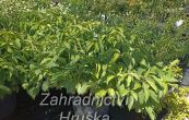 svda vbkat Kelseyi - Cornus sericea Kelseyi