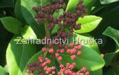 tualaj vavnolist Gwenllian - Viburnum tinus Gwenllian