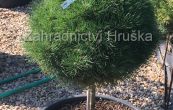 borovice černá Bambino - Pinus nigra Bambino
