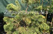 borovice lesní Gold Medal - Pinus sylvestris Gold Medal