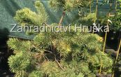 borovice lesn Gold Medal - Pinus sylvestris Gold Medal