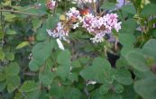 ek nsk Superba - Syringa  chinensis Superba