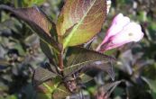 weigelie rov Purpurea - Weigela florida Purpurea