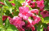 weigelie rov Eva Rathke - Weigela florida Eva Rathke