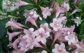 weigelie rov Piccolo - Weigela florida Piccolo