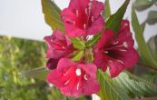 weigelie Red Prince - Weigela hybrida Red Prince