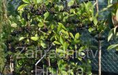 temnoplodec třešňolistý Hugin - Aronia prunifolia Hugin