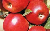 jablo domc Royal Gala - Malus domestica Royal Gala