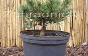 borovice kle Greene Welle - Pinus mugo Greene Welle