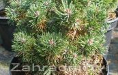 borovice kleč Picobello - Pinus mugo Picobello