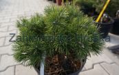 borovice kleč Greene Welle - Pinus mugo Greene Welle