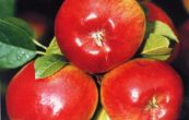 jablo domc Prima - Malus domestica Prima