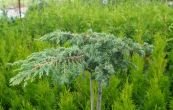 jalovec obecn Green Carpet - Juniperus communis Green Carpet