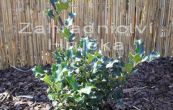 cesmna Blue Prince - Ilex  meserveae Blue Prince