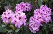 Pnink Lugano - Rhododendron Lugano