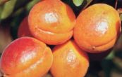 meruka obecn Veecot - Prunus armeniaca Veecot