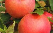 jablo domc ampion - Malus domestica ampion