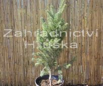 jedle blokor Pyramidalis - Abies alba Pyramidalis