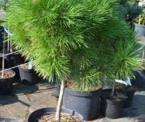 borovice ern Compacta - Pinus nigra Compacta