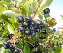 temnoplodec ernoplod - Aronia melanocarpa