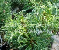 borovice vejmutovka Green Twist - Pinus strobus Green Twist