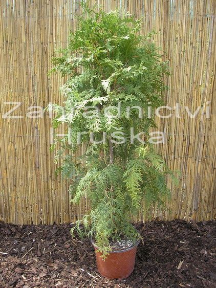 zerav zpadn Brabant - Thuja occidentalis Brabant