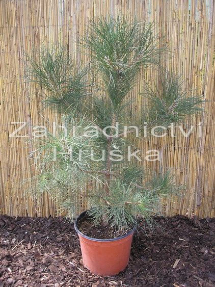 borovice ern - Pinus nigra