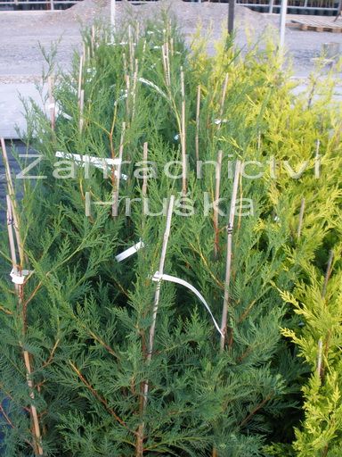 cipiovec Leylandv - Cupressus  leylandii