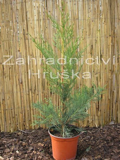 cipiovec Leylandv - Cupressus  leylandii