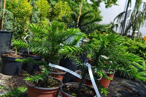blahoet chilsk - Araucaria araucana