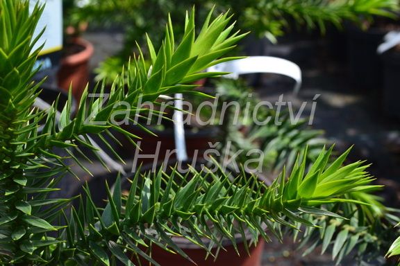 blahoet chilsk - Araucaria araucana